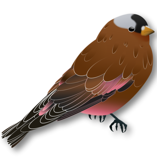 Gray-crowned Rosy-Finch cartoon